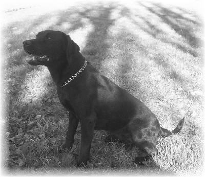 Ein Labrador, schwarz/weiß Foto